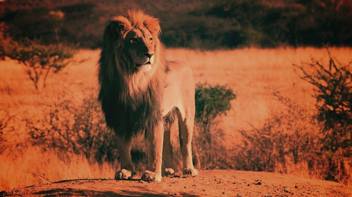 Царь зверей обои