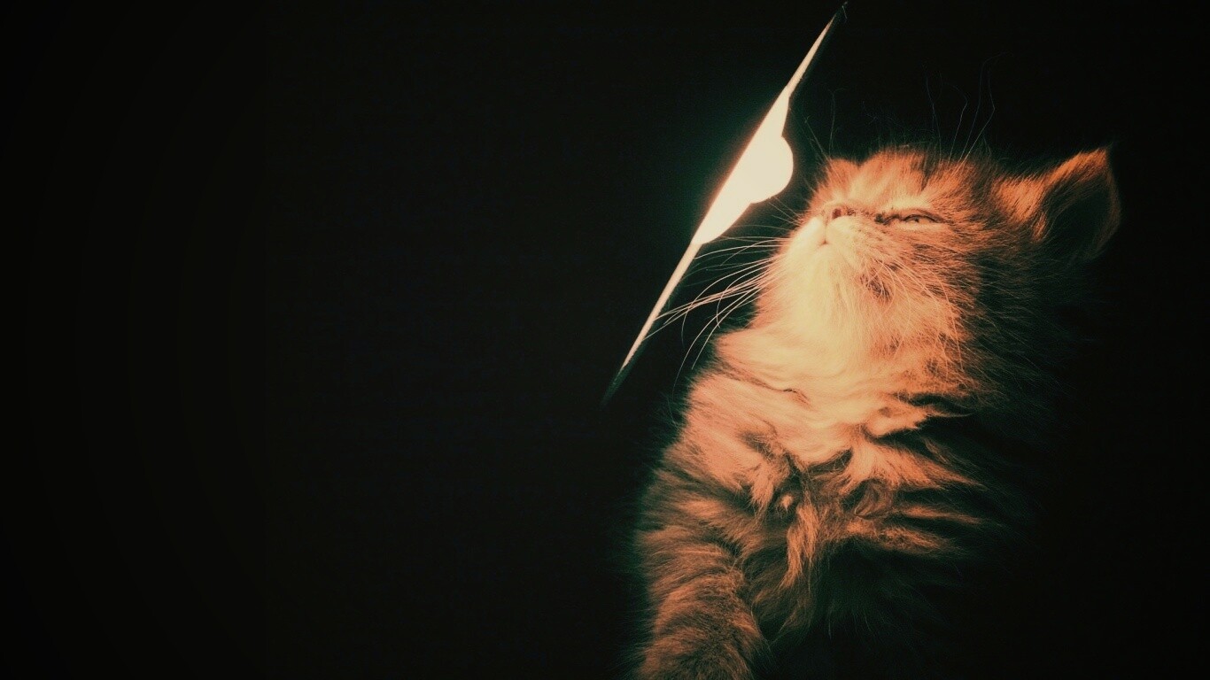 Котя на свету обои