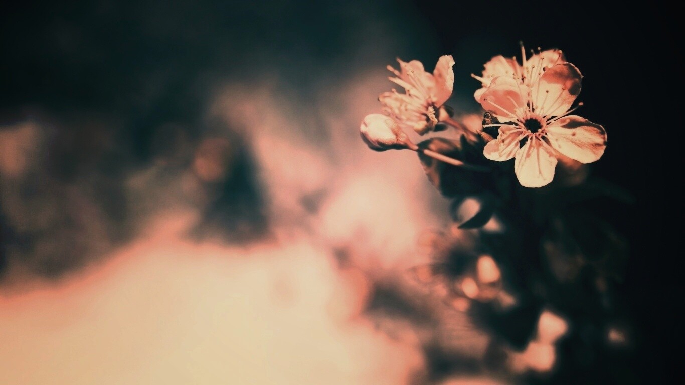 Цветок вишни обои