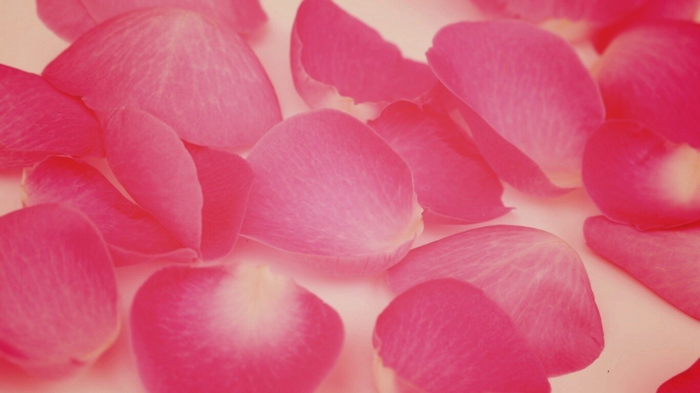 Лепестки розы обои