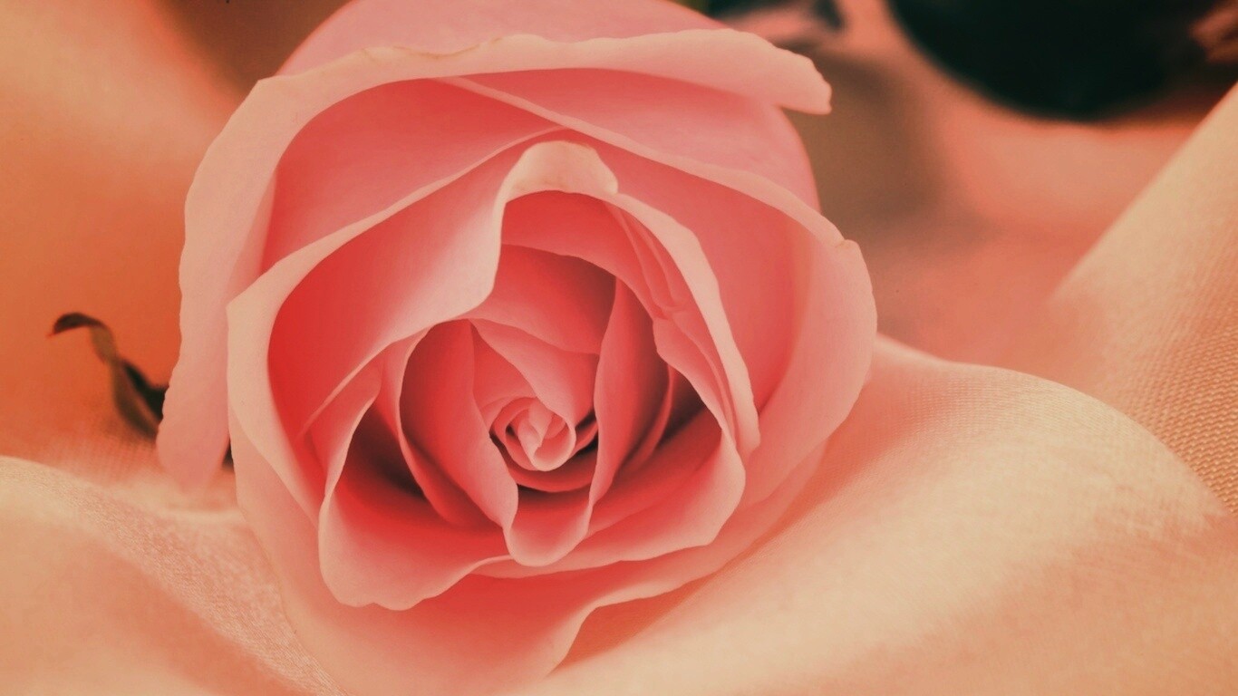 Нежная роза обои