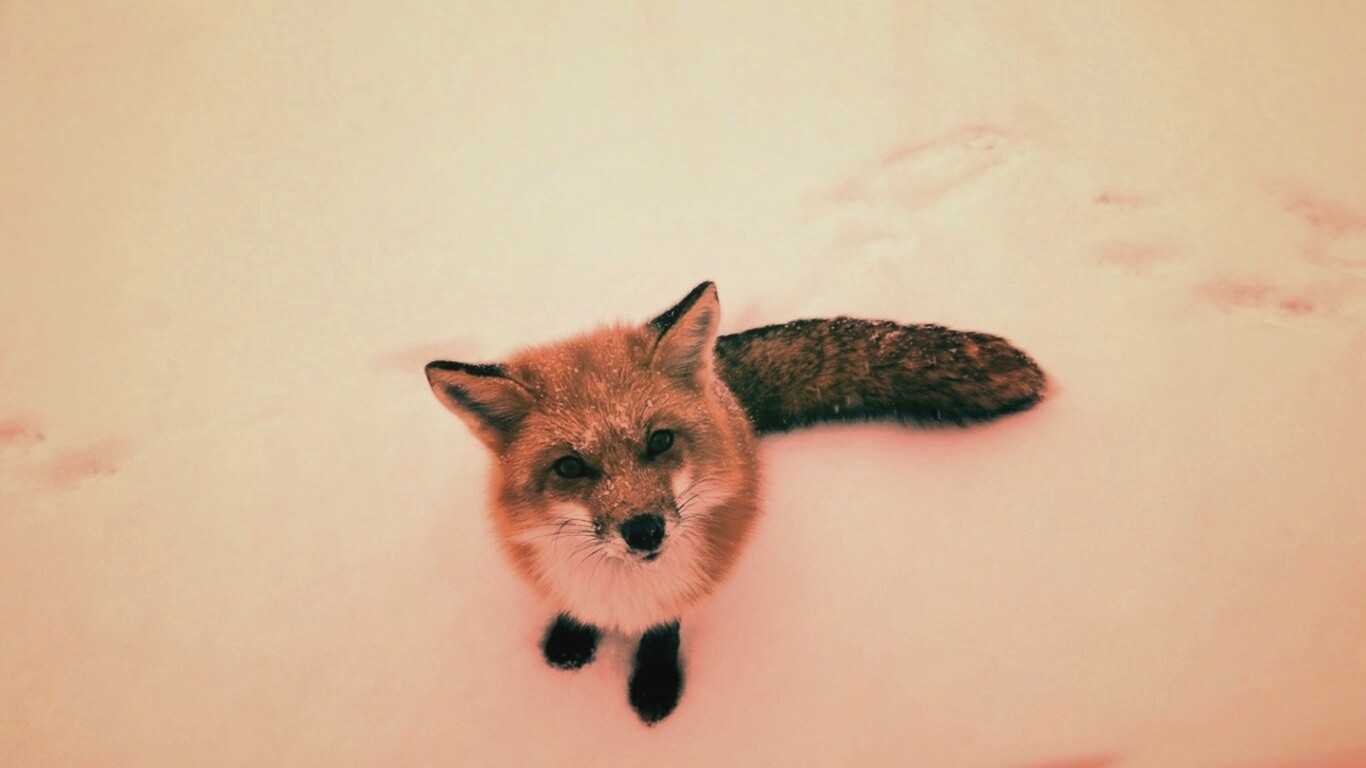 Firefox натуральный обои