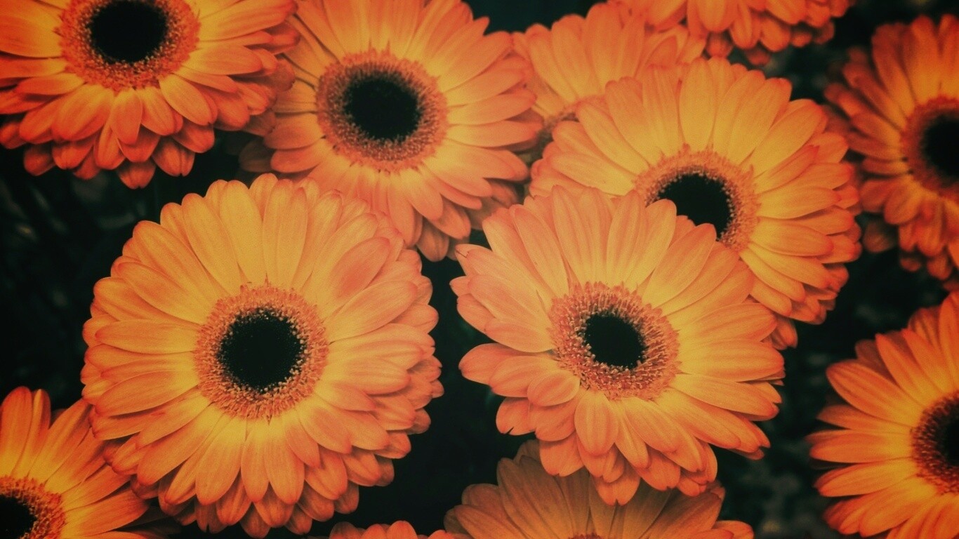 Желтые герберы обои