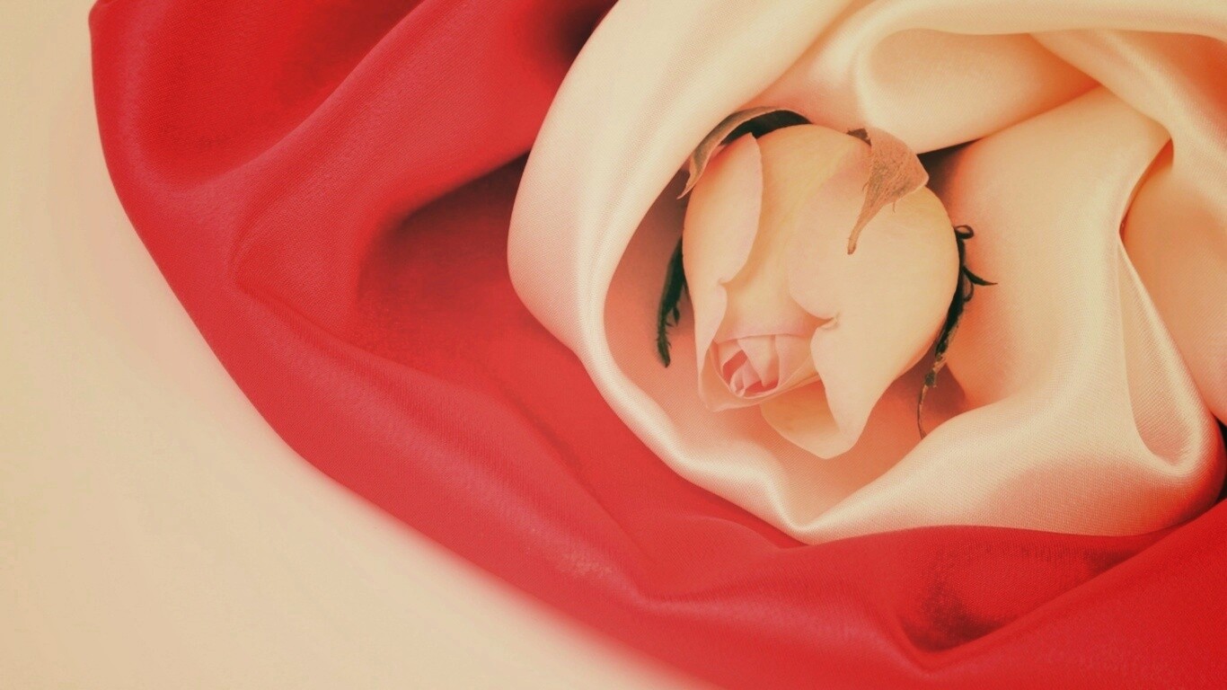 Нераспустившийся цветок розы в шелке обои