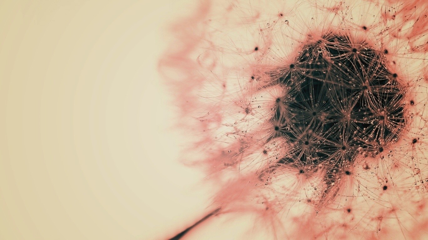Одуванчик  обои