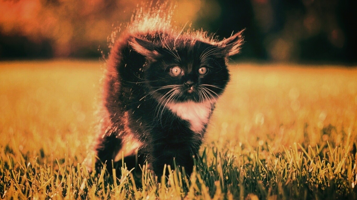 Кот воитель обои