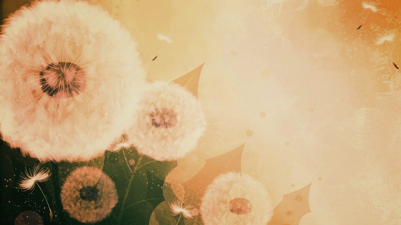 Одуванчики обои