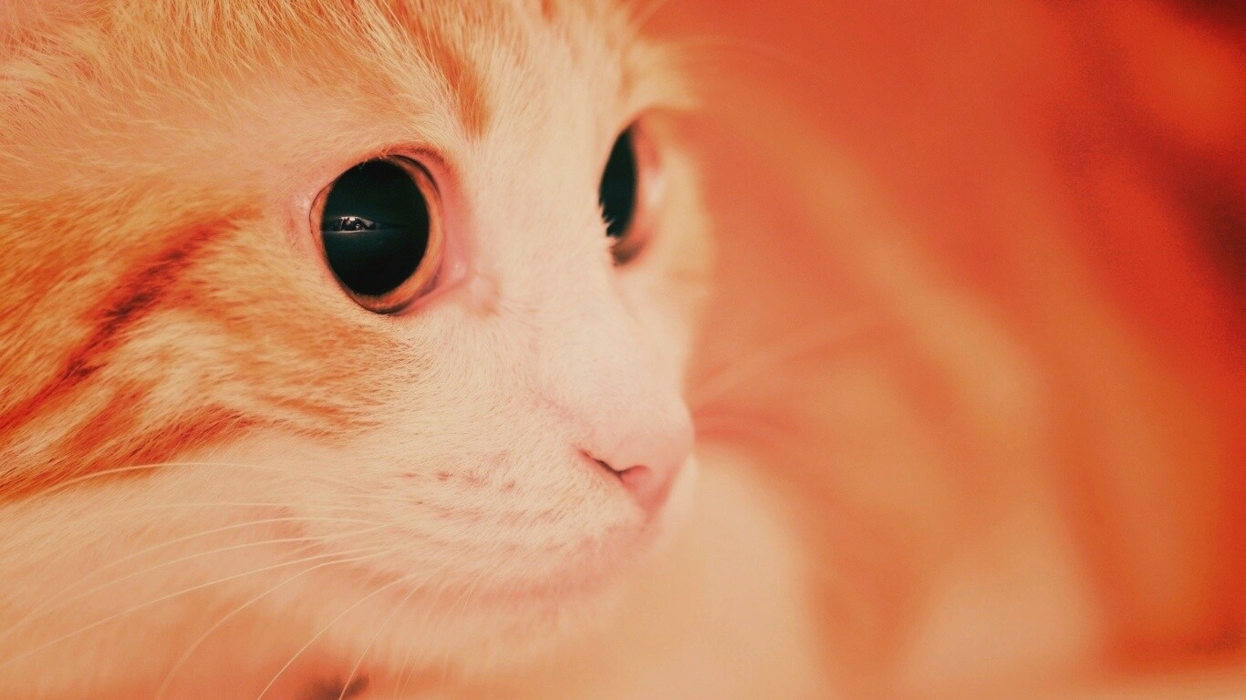 Кот с большими глазами обои