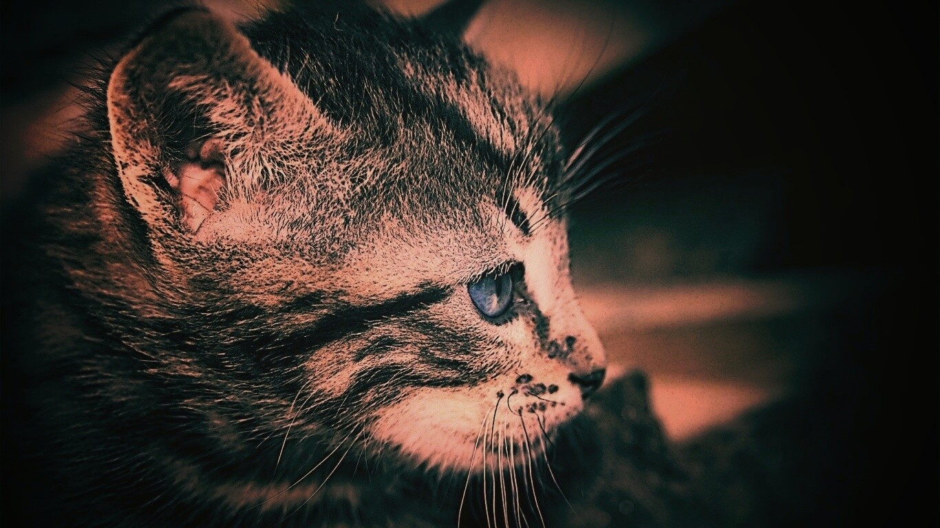 Котенок с голубыми глазами обои