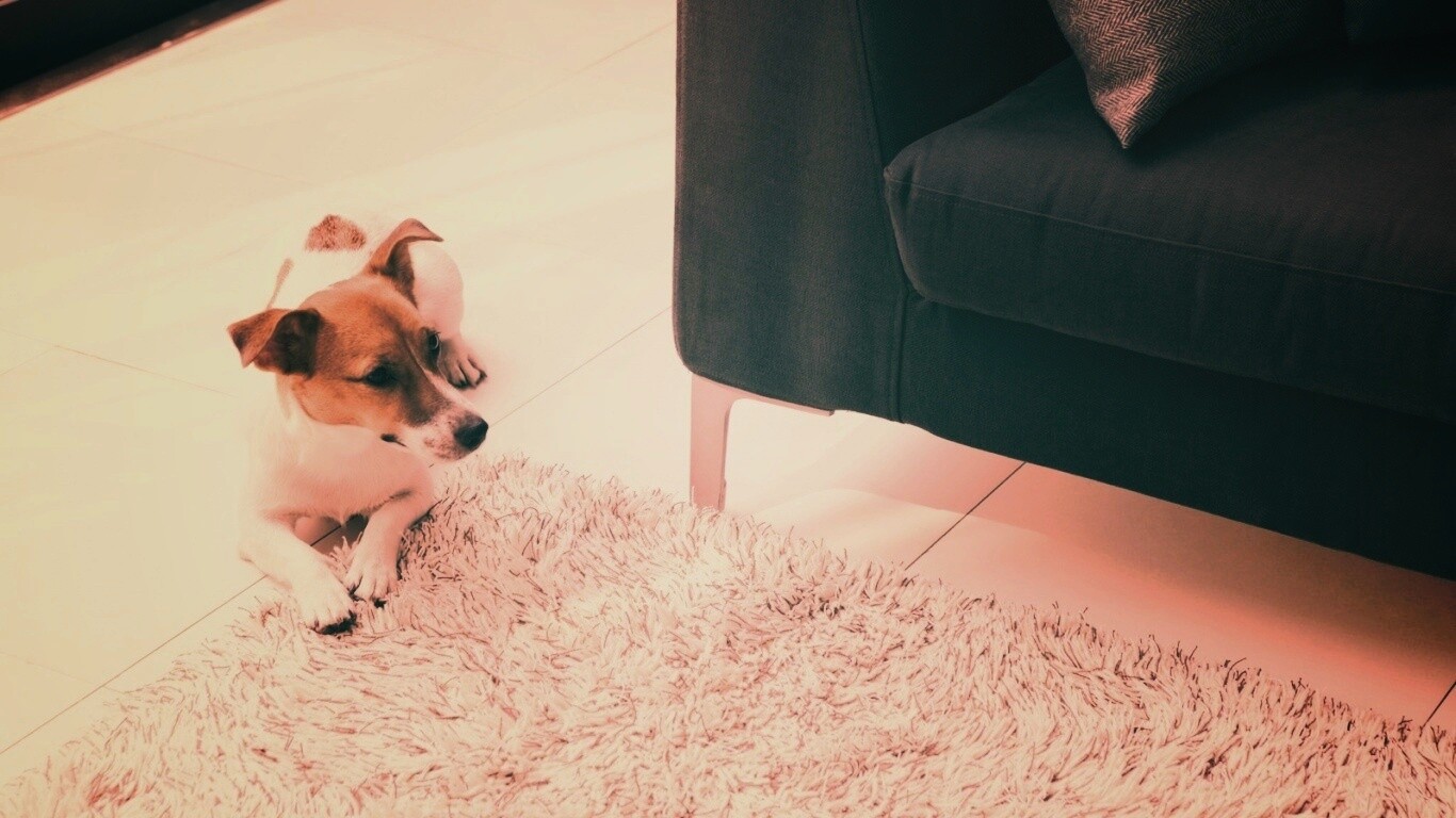 Собака обои