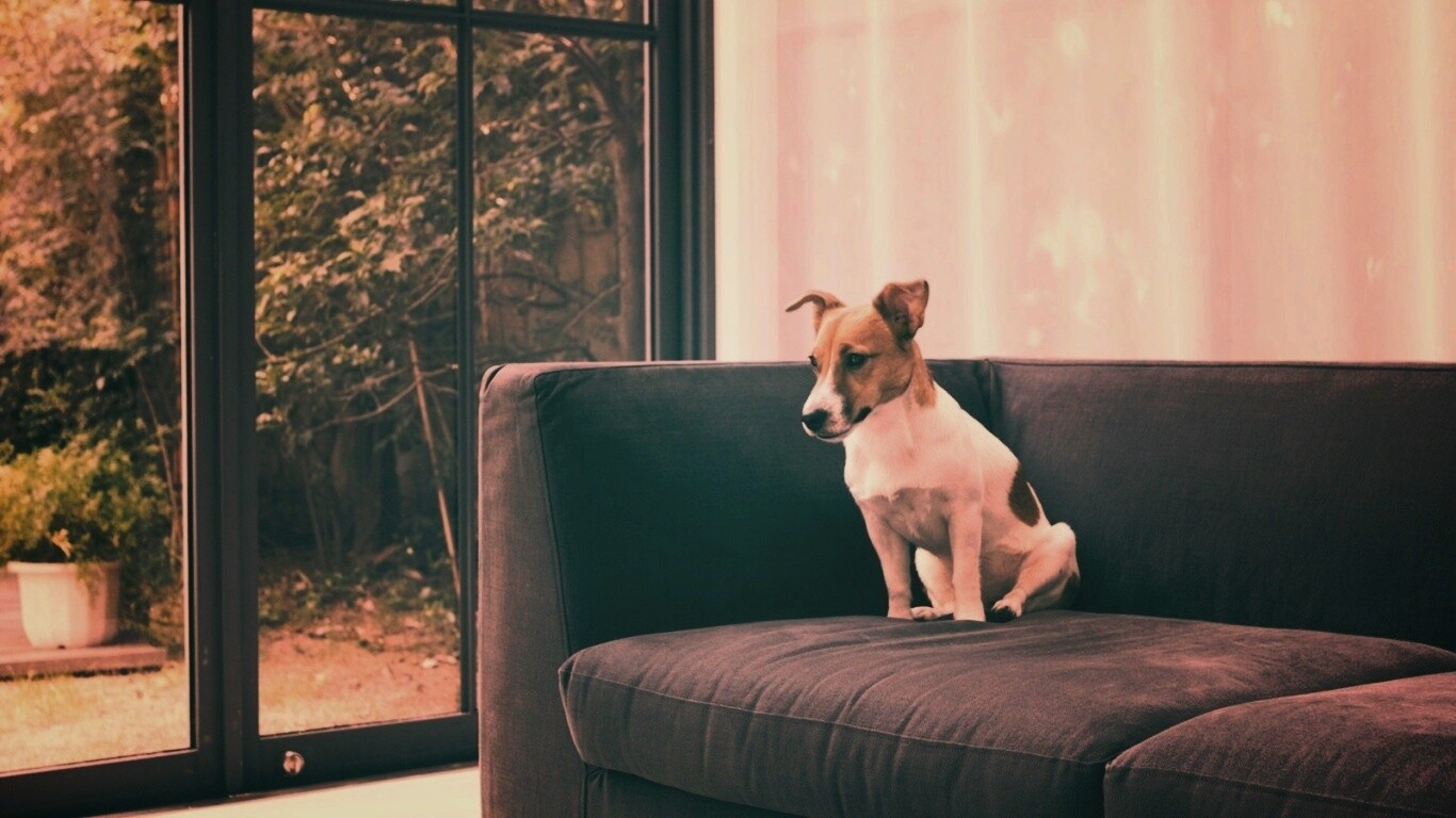 Пес на диване обои