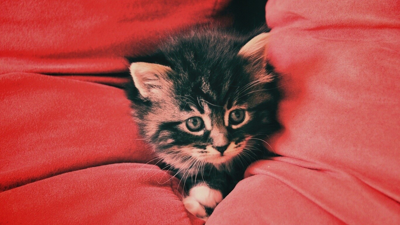 Котенок в подушках обои