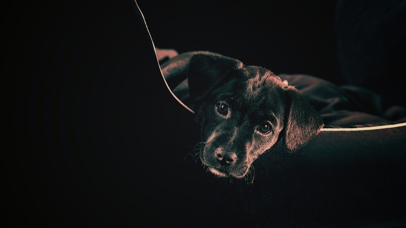 Собачка в сумке обои