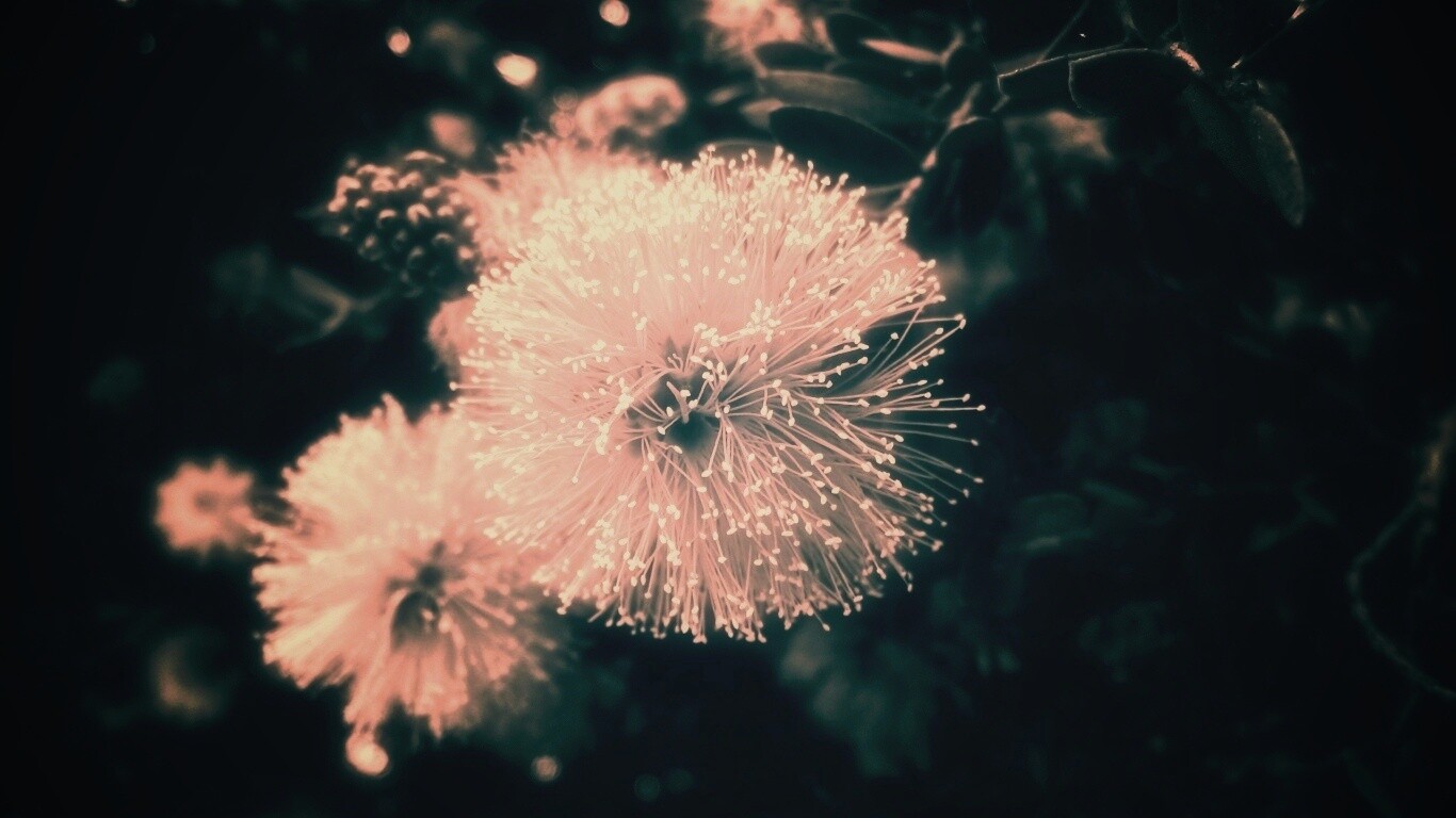 Сказочный цветок обои