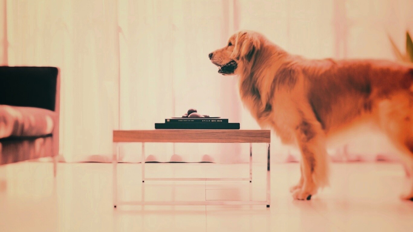 Лабрадор Ретривер обои