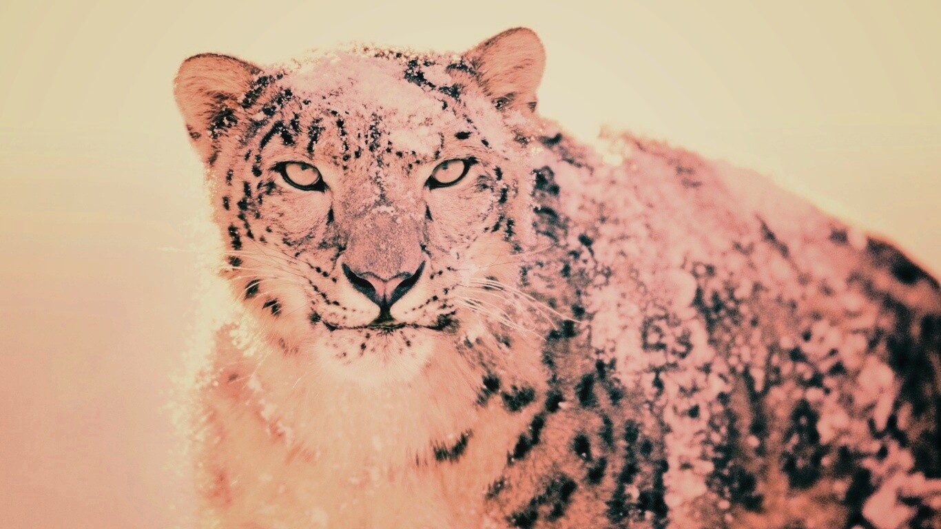 Снежный леопард обои