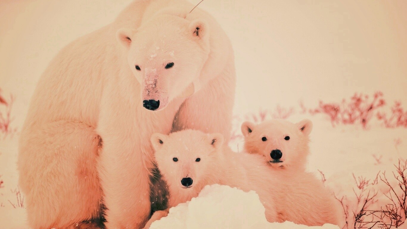 Белые медведи обои
