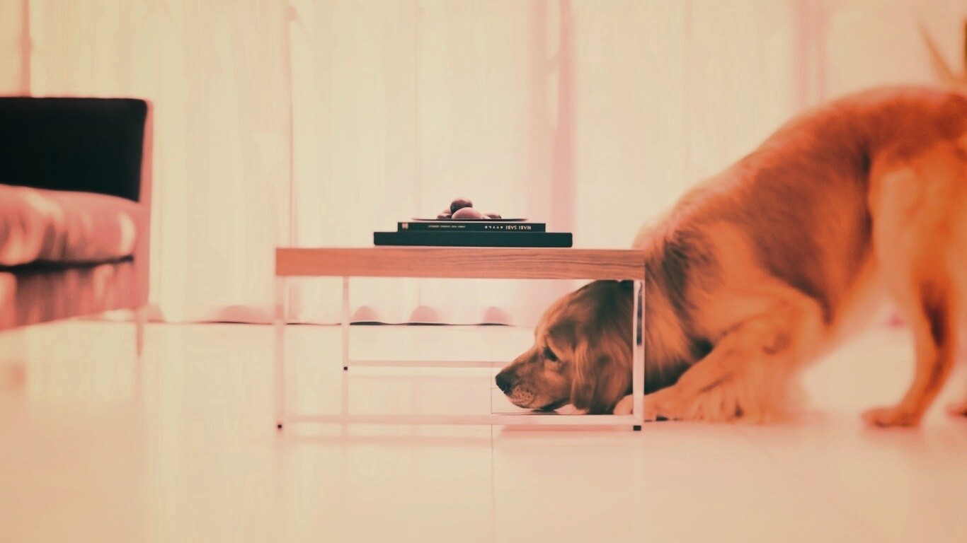 Большая собака под маленький столик обои