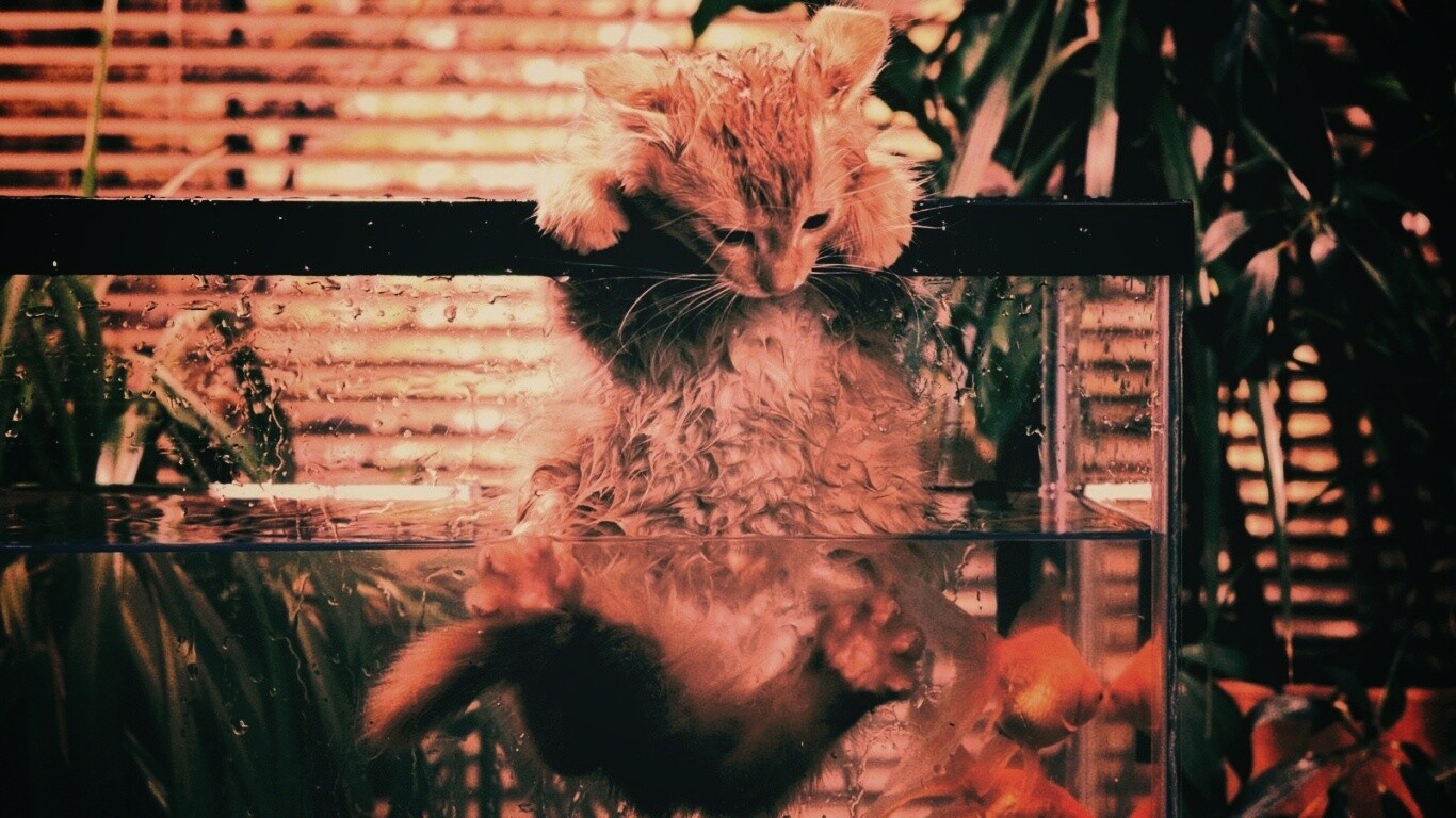 Мокрая киска обои