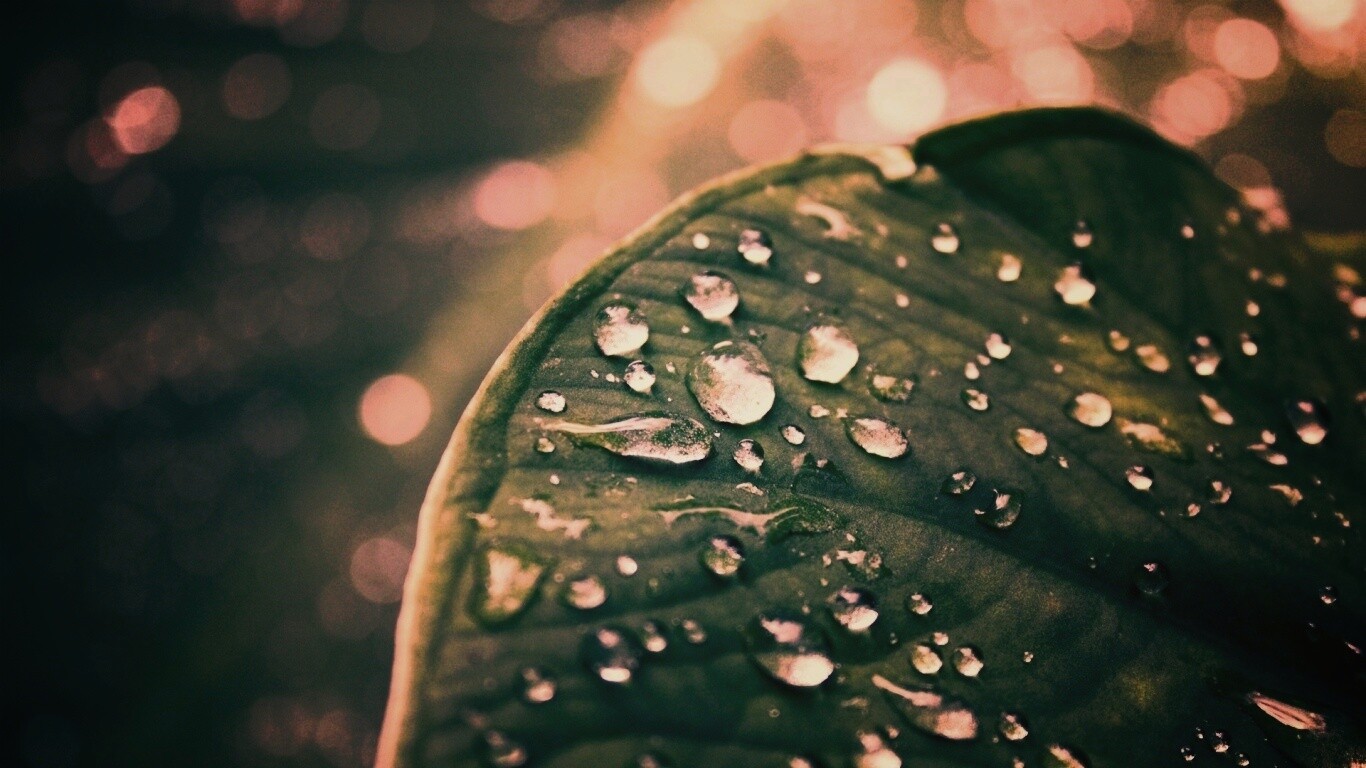 Роса на листке обои