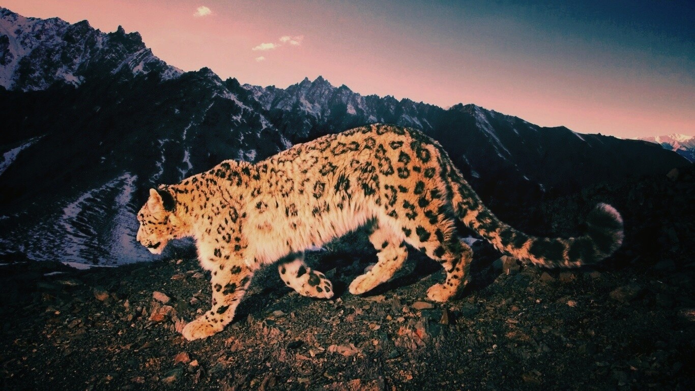 Леопард обои