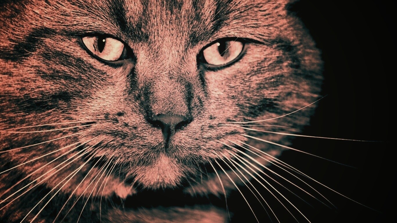 Мудрый кот обои