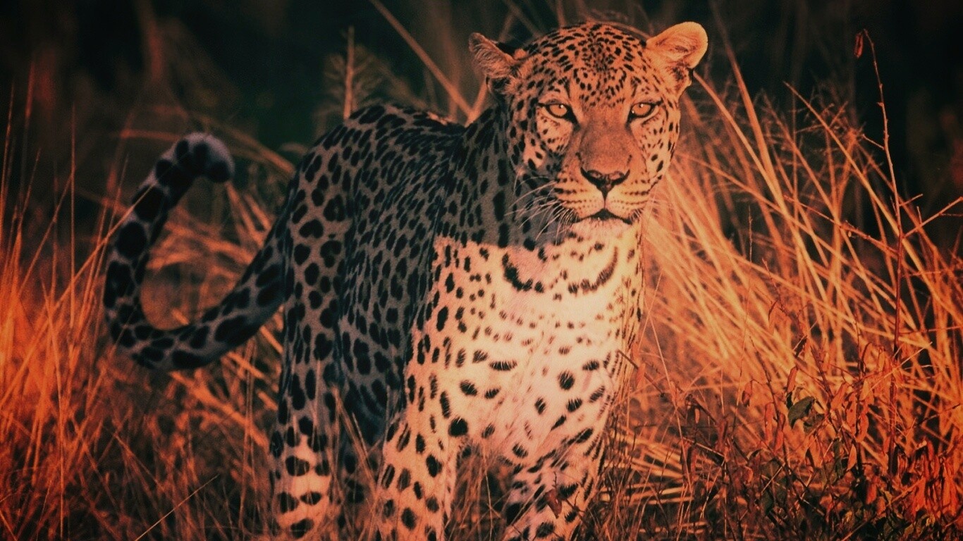 Леопард на охоте обои