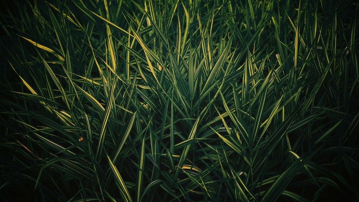 Дикая трава обои