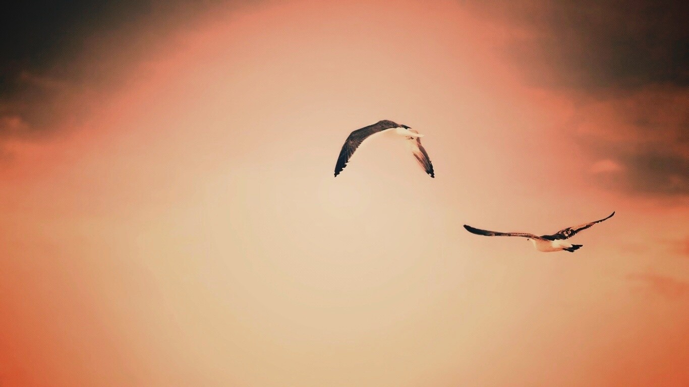 Чайки обои