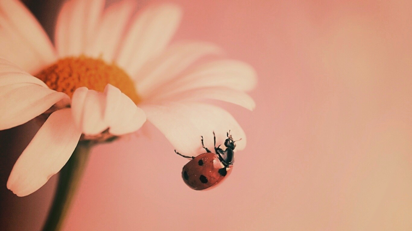 В гости к ромашке обои