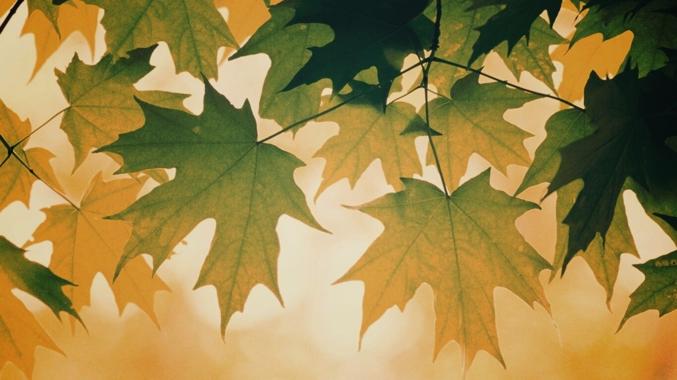 Кленовые листья обои