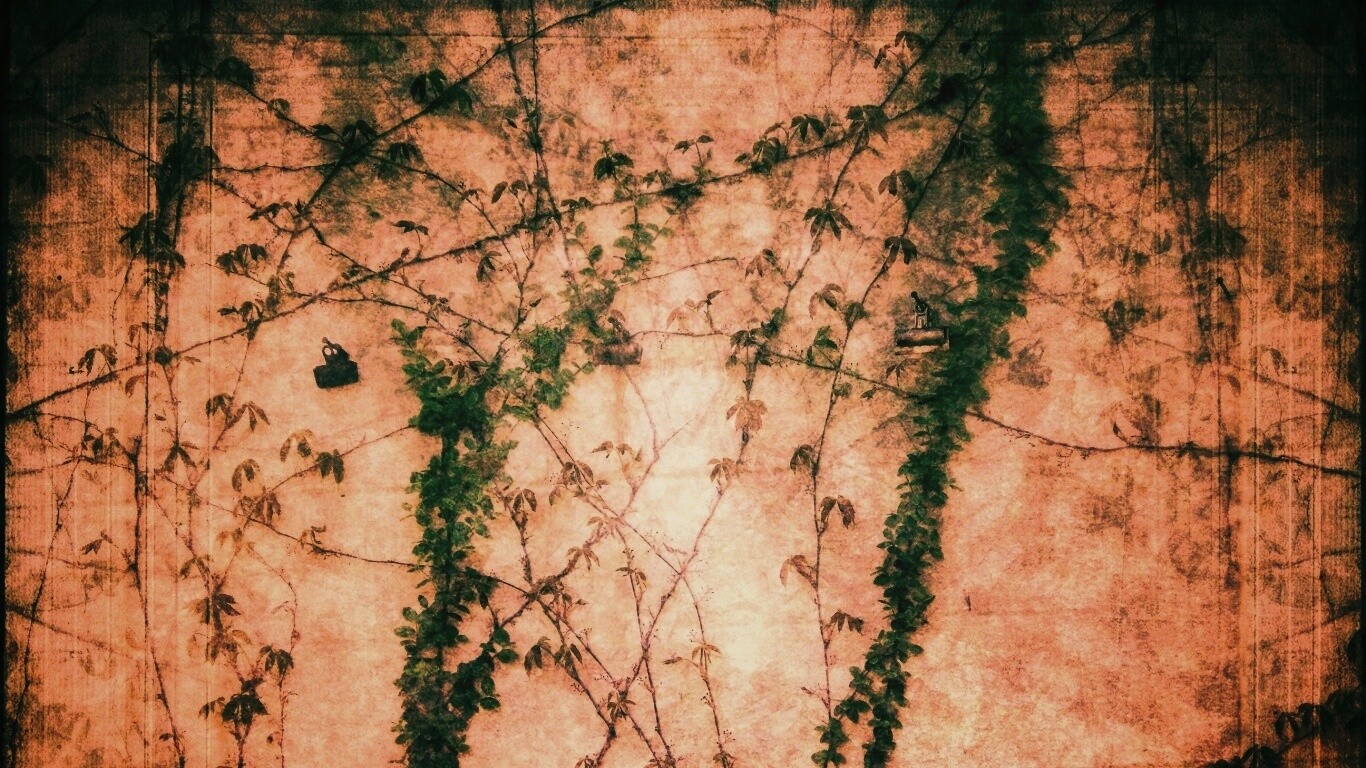 Растение на стене обои