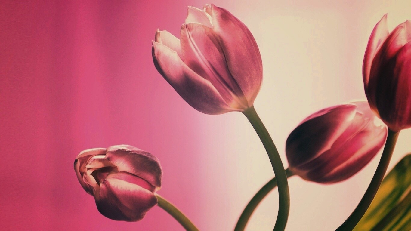 Сиреневые цветы обои