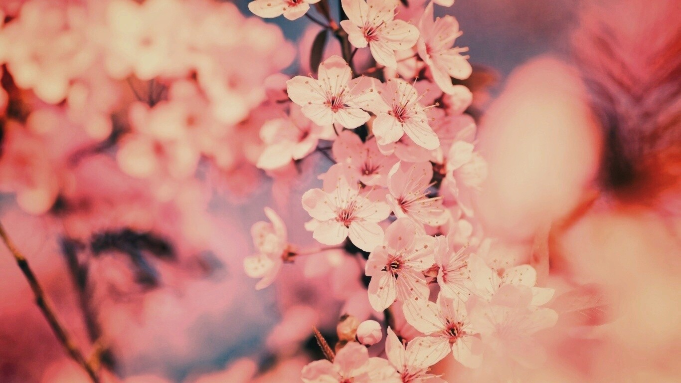 Цветение вишни обои