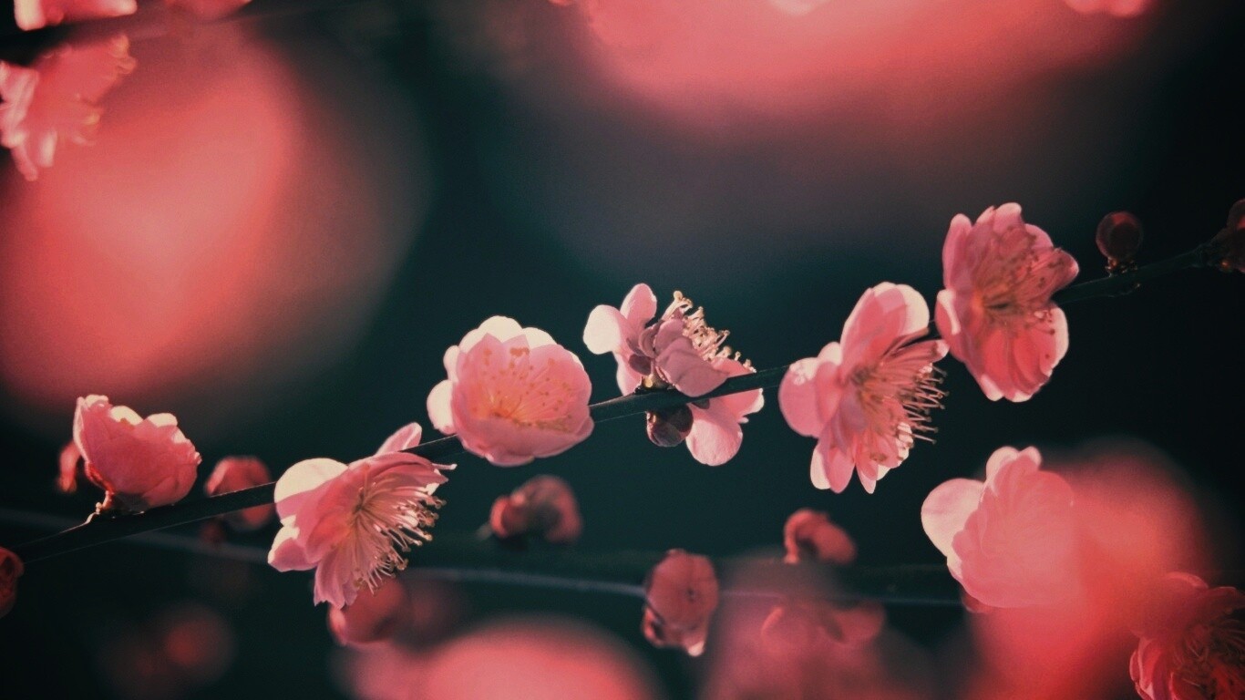 Цветущая вишня обои