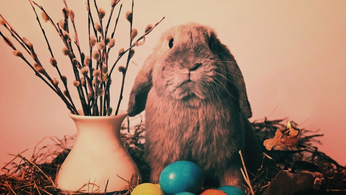 Пасхальный кролик обои
