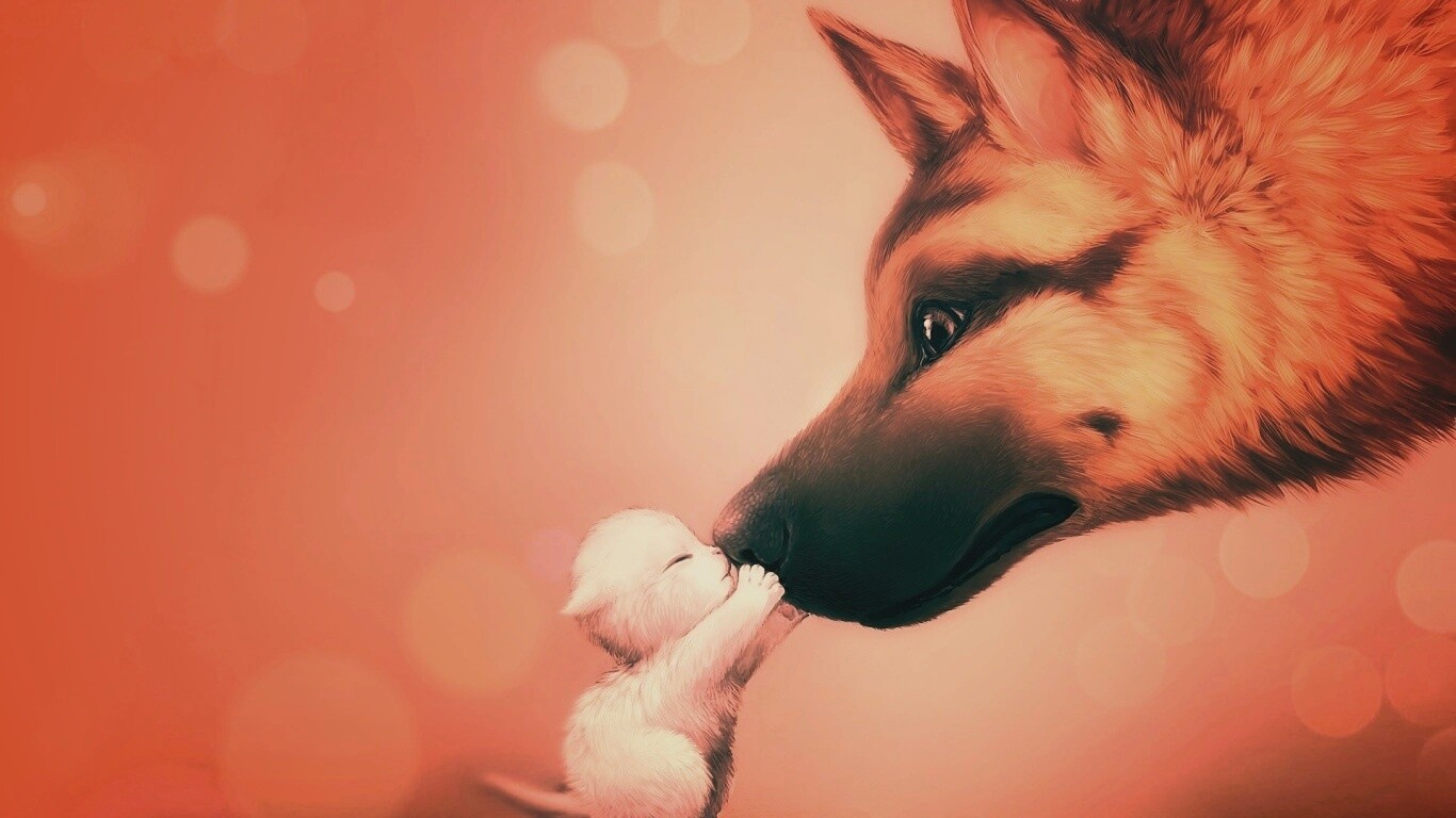 Овчарка и котенок обои