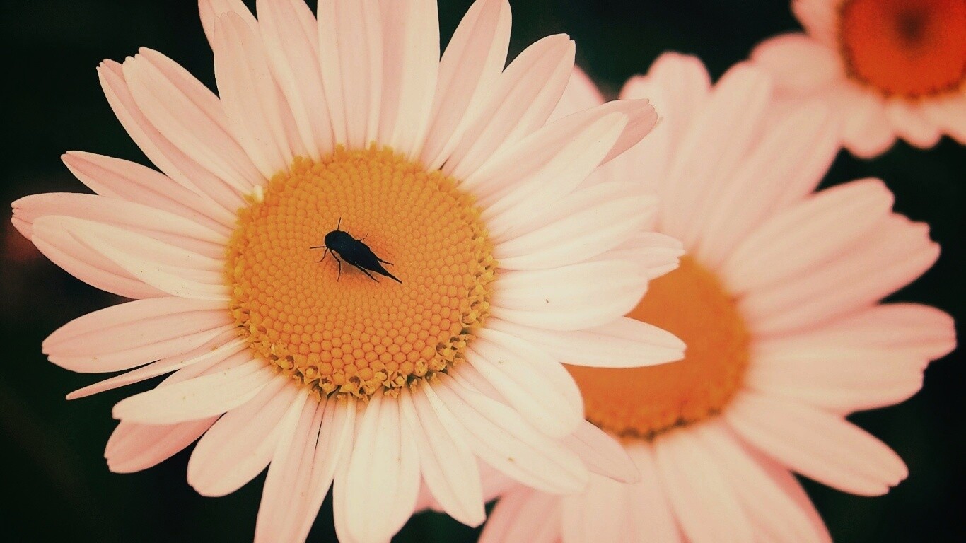 Ромашки обои