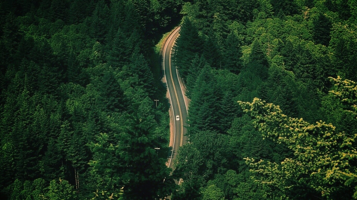 Лесная трасса обои