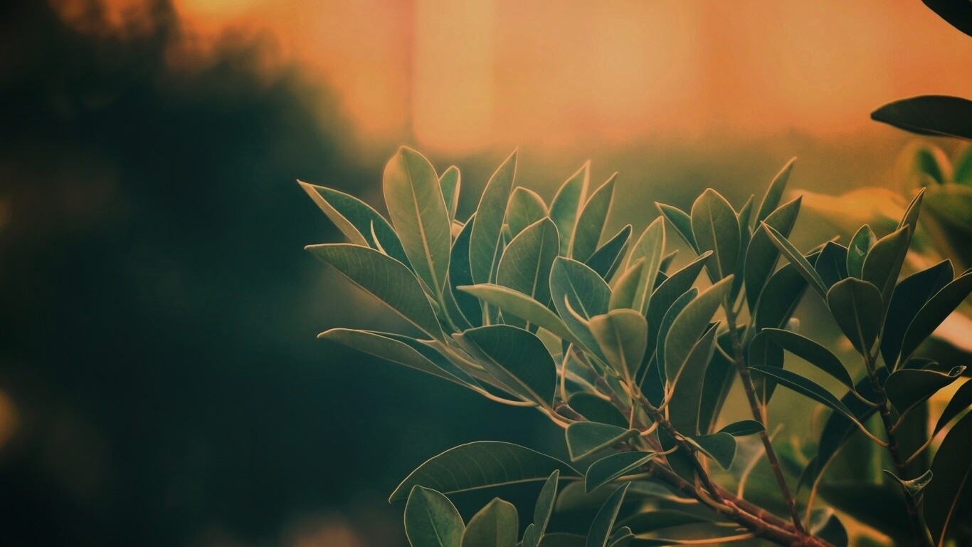 Листья обои