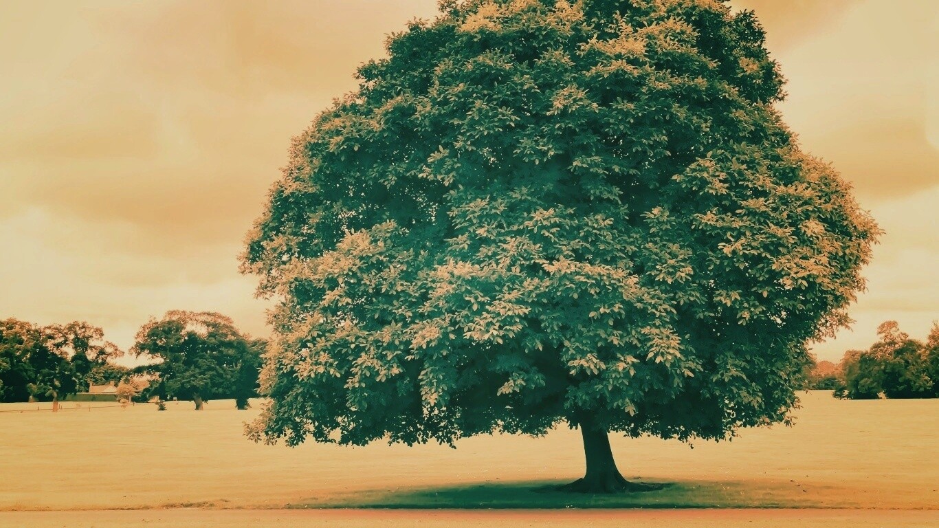 Зеленое ирландское дерево обои