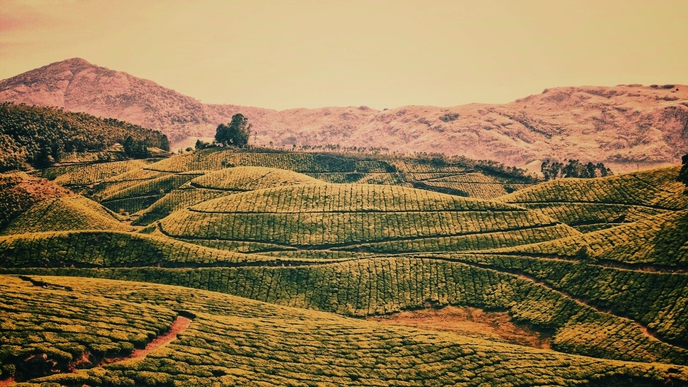 Плантации в Индии обои