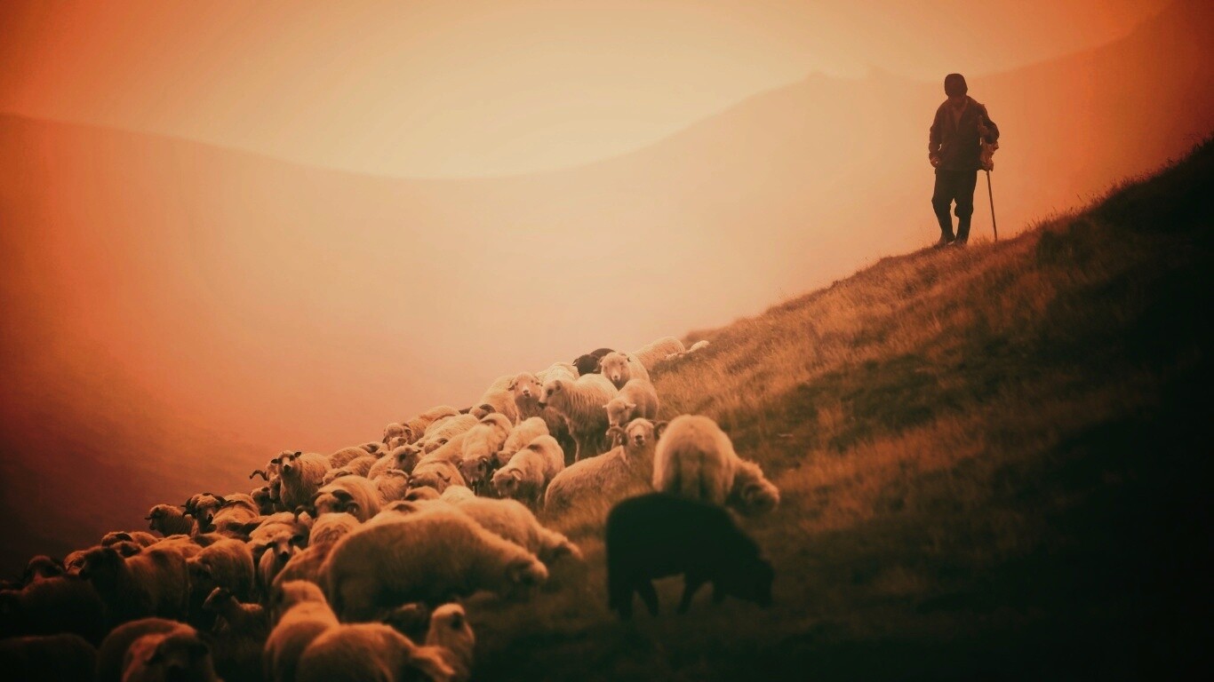 Пастух и стадо обои