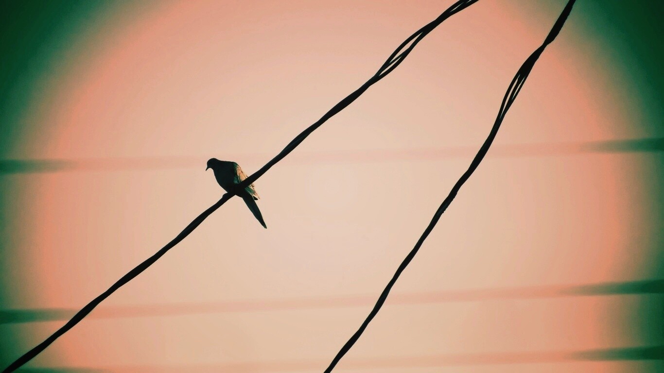 Птица на проводе обои