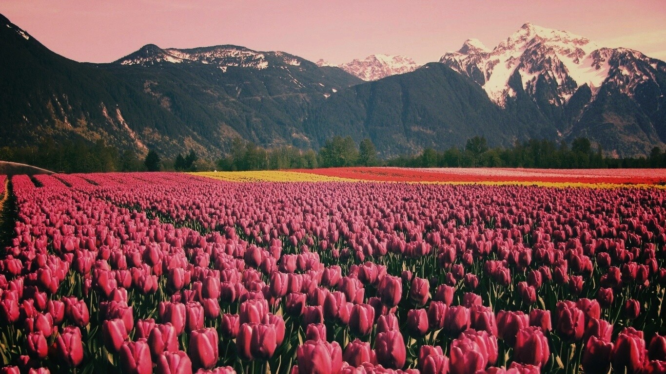 Поле тюльпанов обои