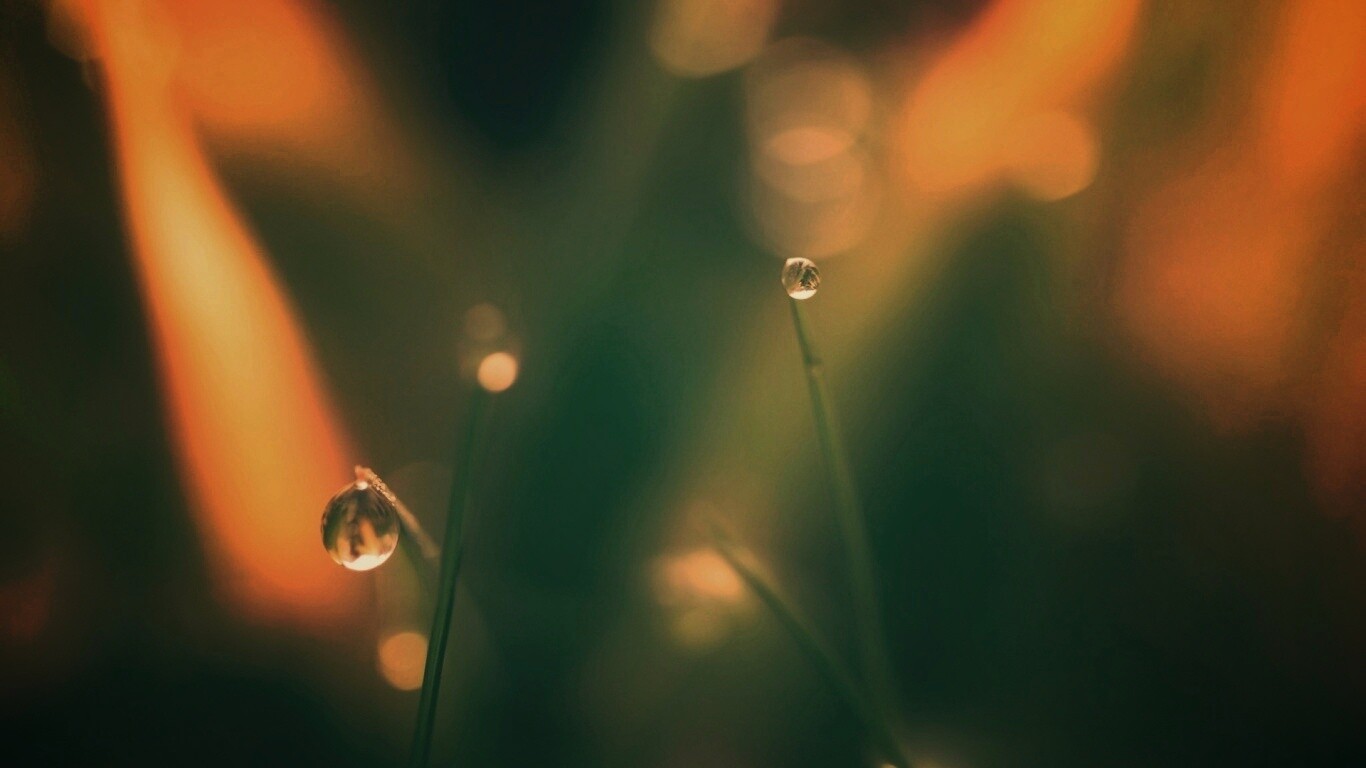Роса на травинке обои