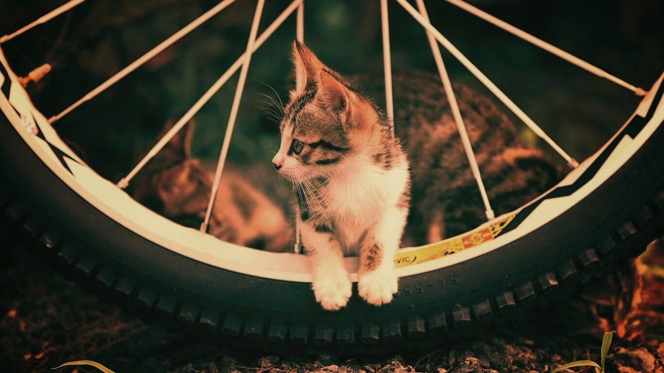 Маленький котенок обои