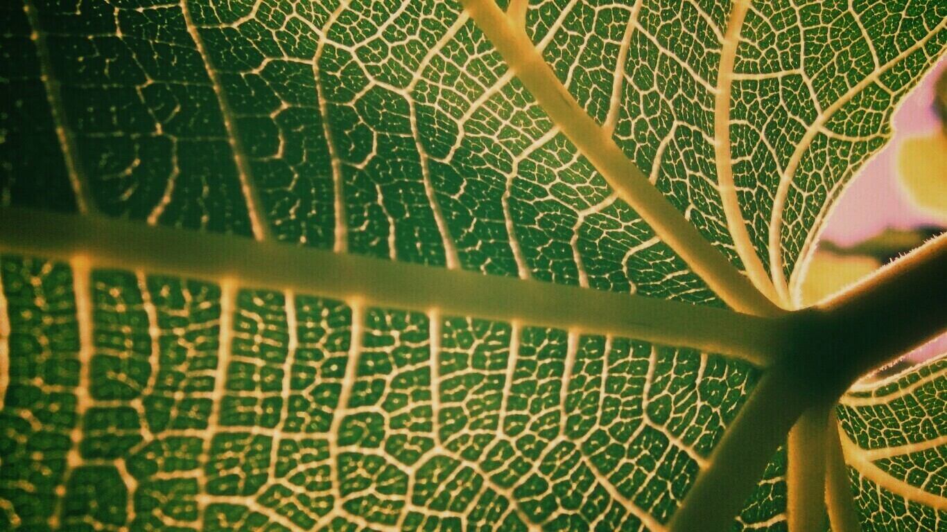 Внутренняя сторона листа обои