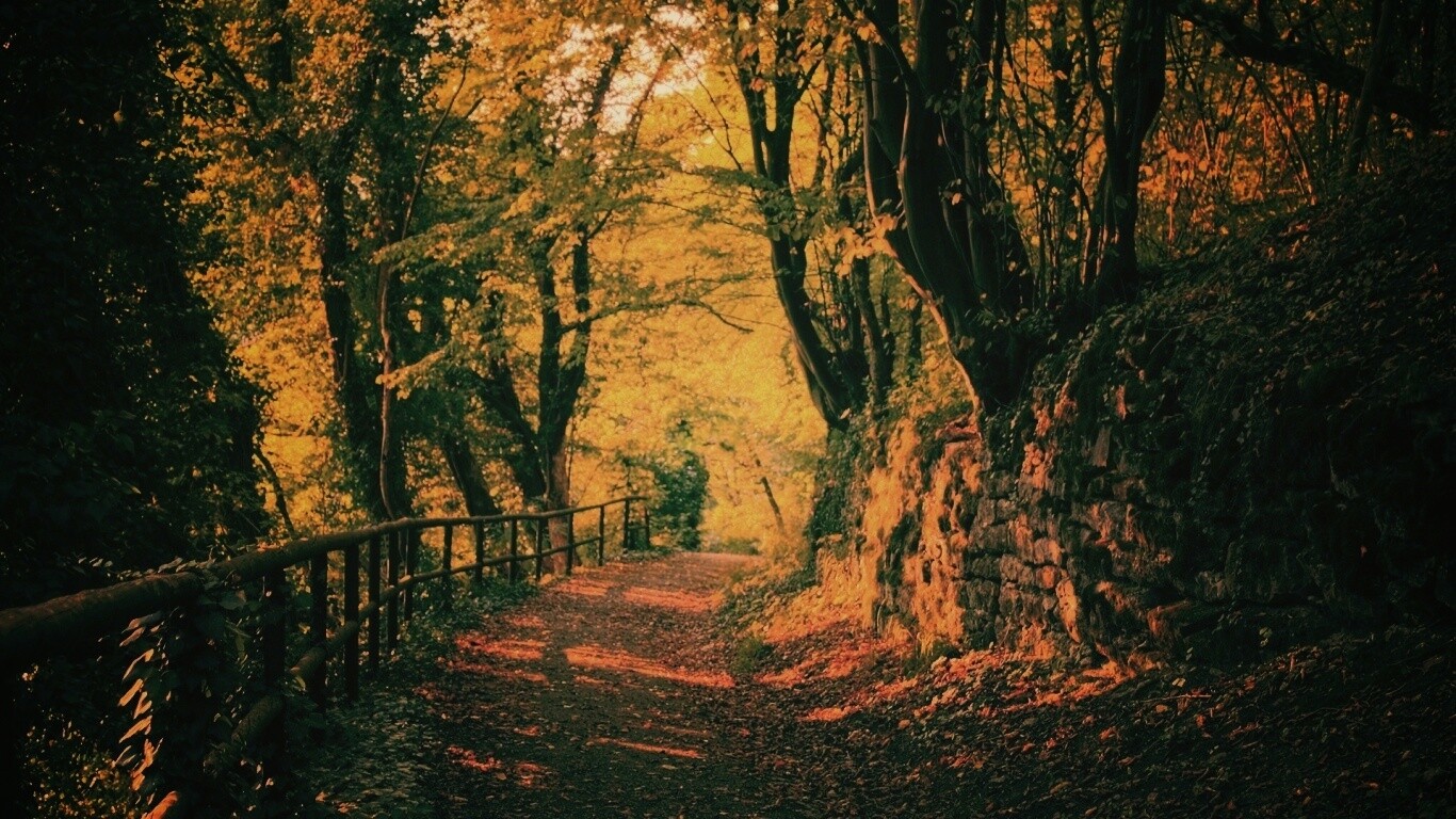 Лесная дорожка обои