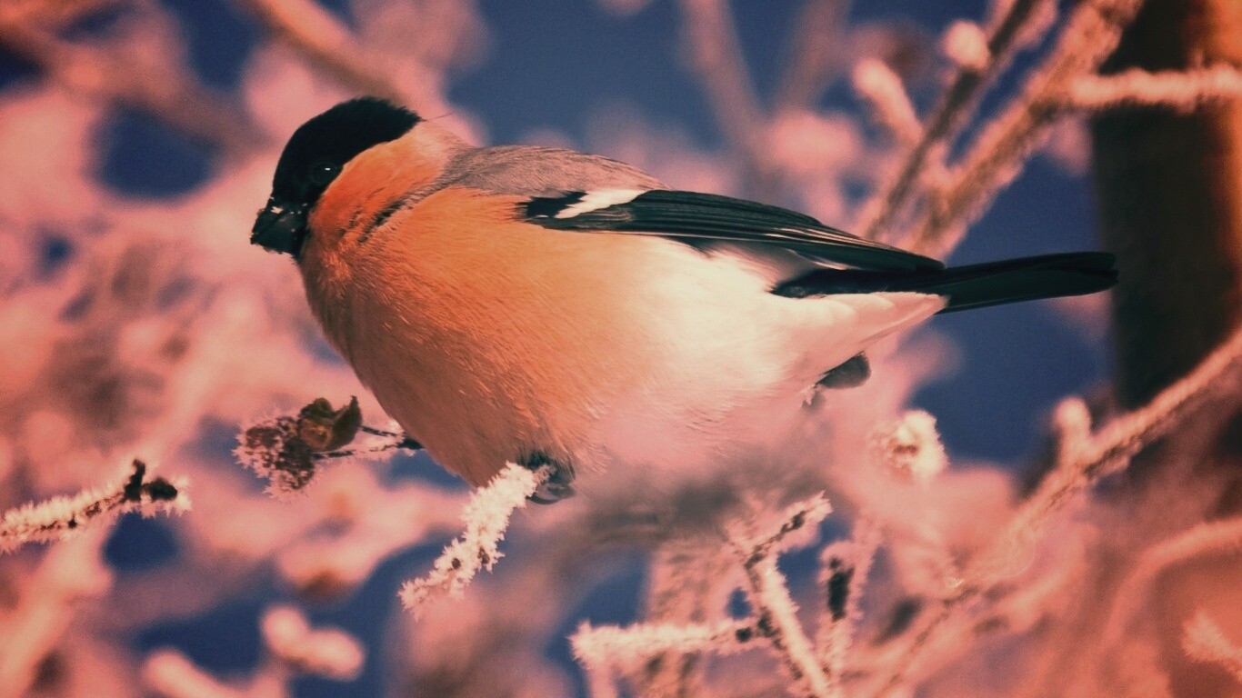 Снегирь на ветке обои